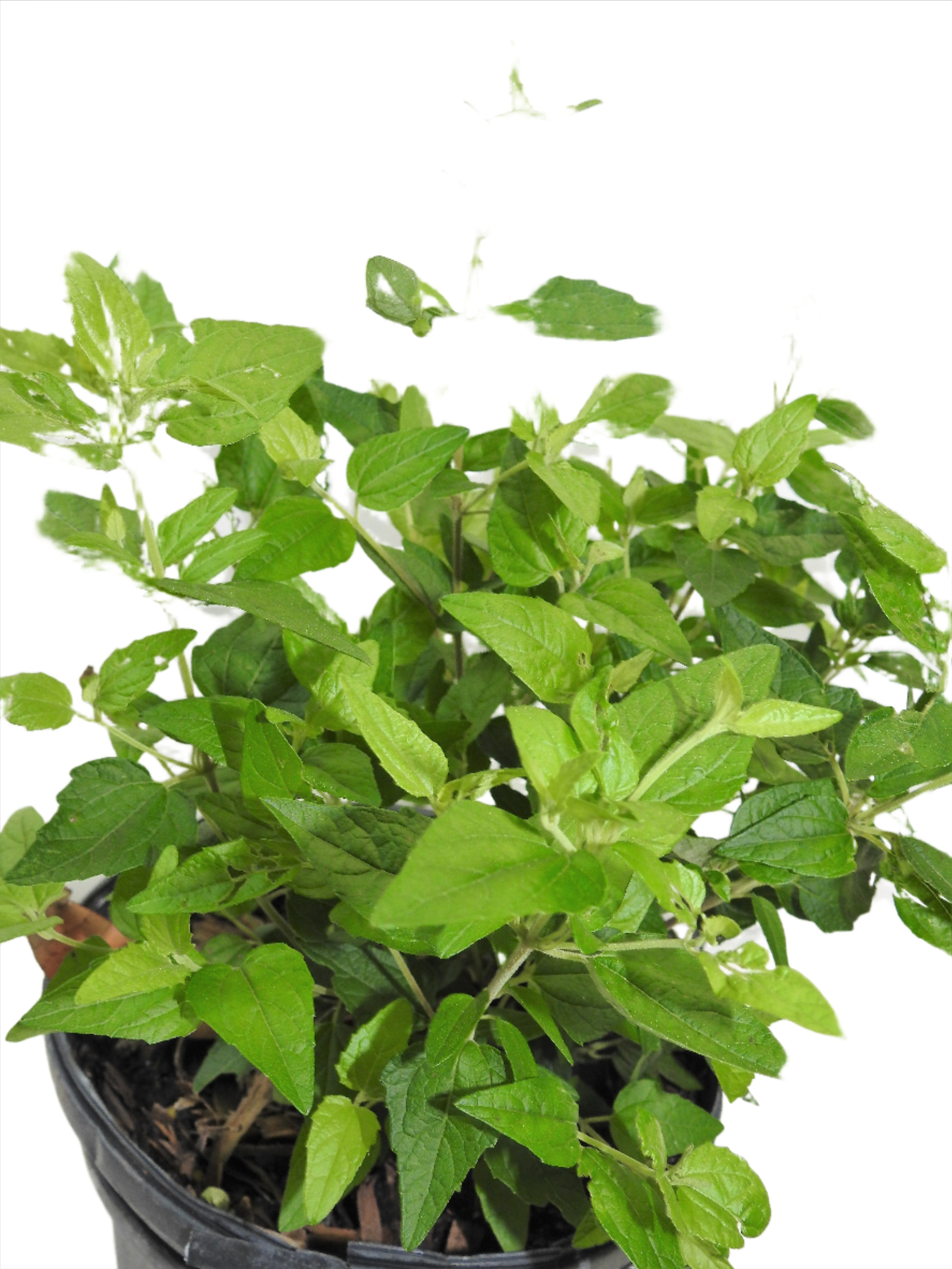 ABRE CAMINO / OPEN ROAD HERBS / SIN RAIZ