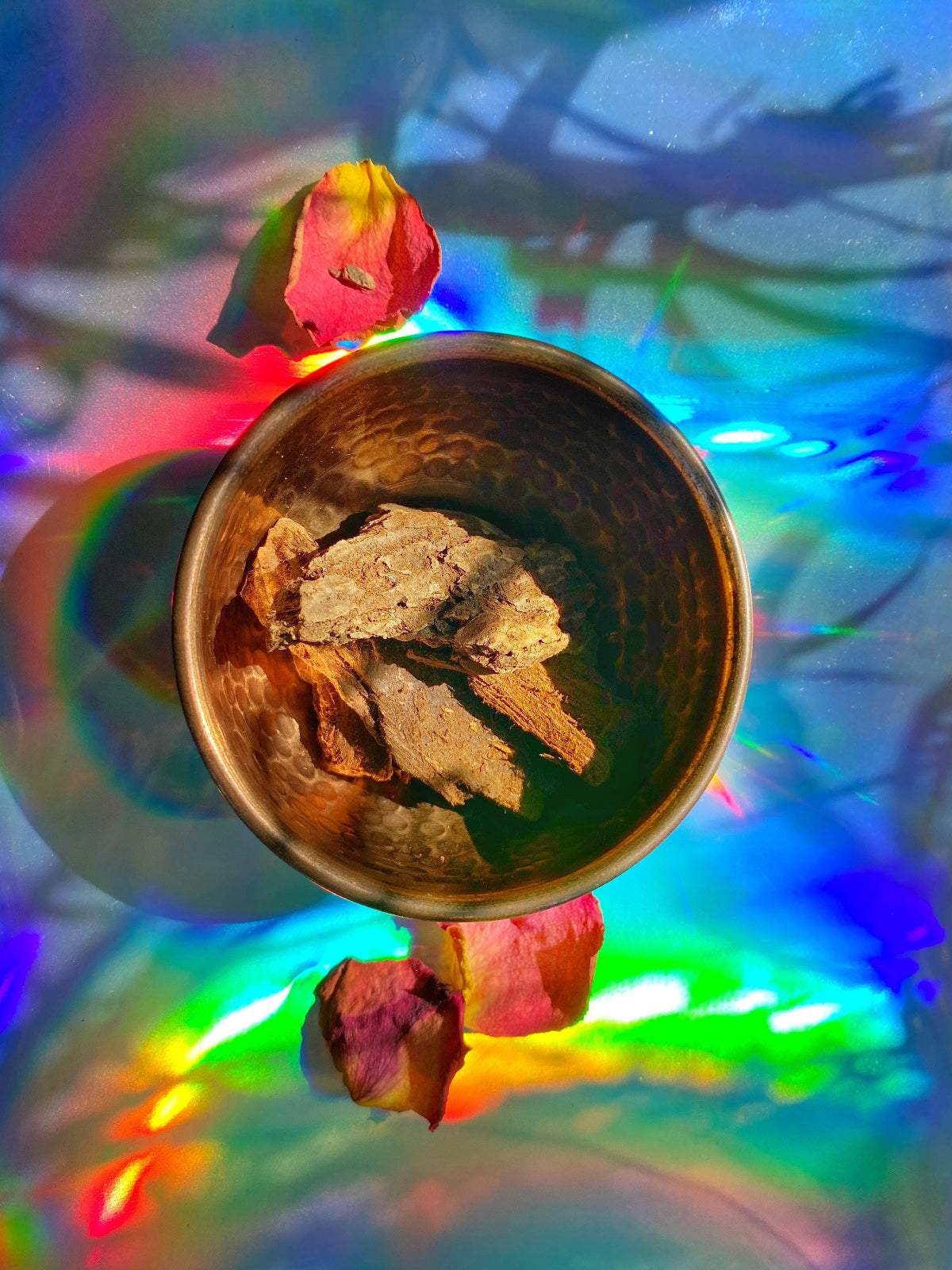 Jezebel Root (Pinus abies) - Witching Herbs