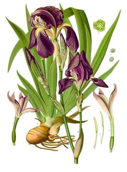 Orris Root Powder aka Jezebel Root (Iris Germanica) - Witching Herbs